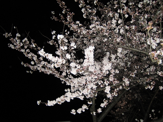 桜2008-01 024.jpg