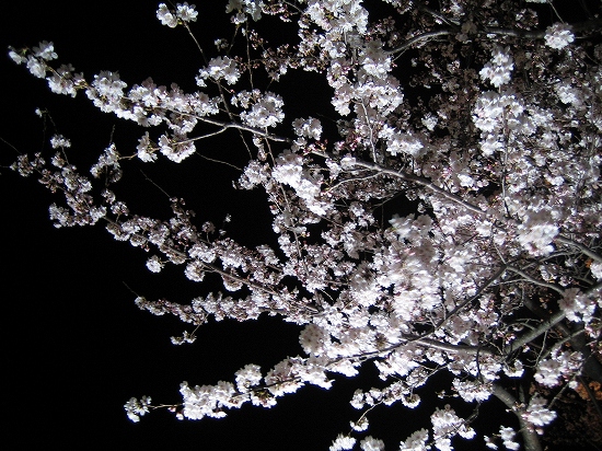 桜2008-01 028.jpg