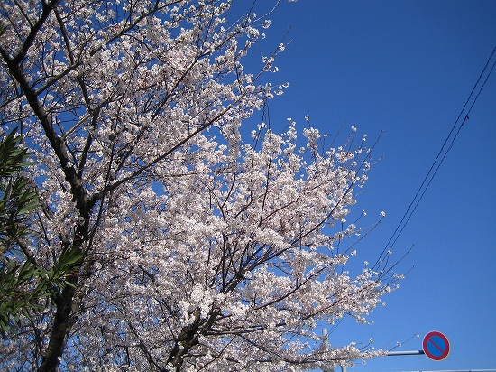 桜2008-02 005.jpg