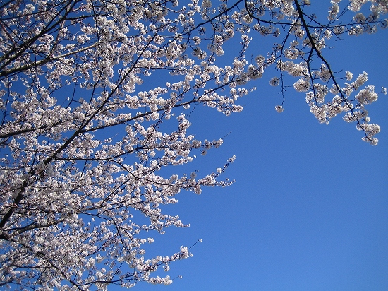桜2008-02 014.jpg