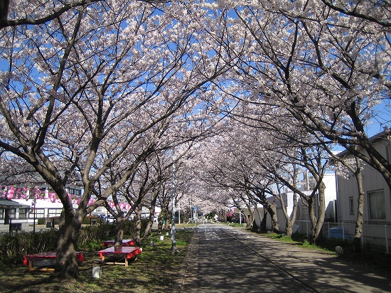 桜2008-02 020.jpg